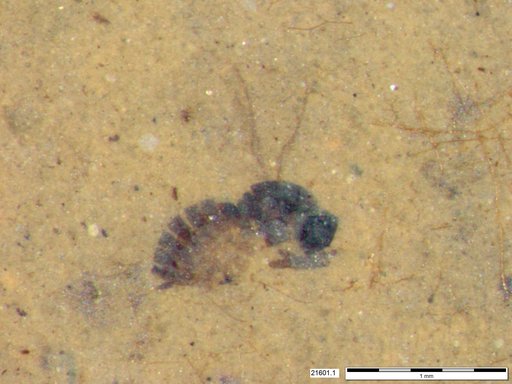 Genus sp