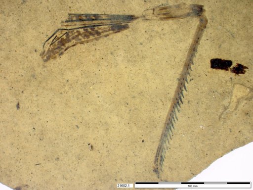 Genus sp