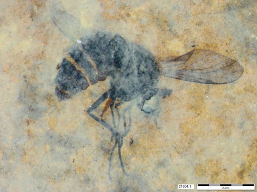 Diptera