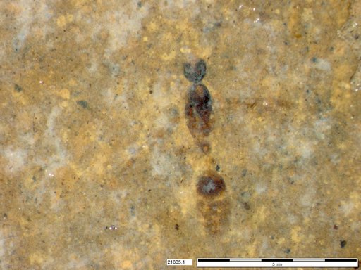 Formicidae
