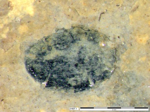 Tracheophyta