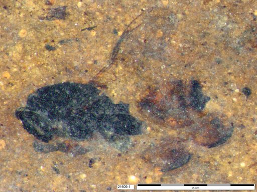 Chalcididae
