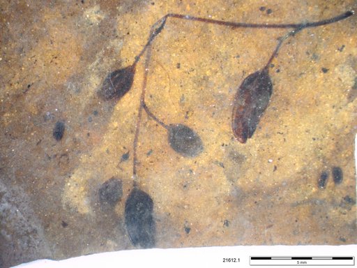 Tracheophyta