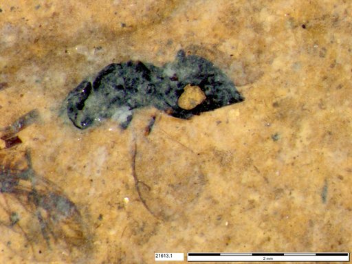 Genus sp