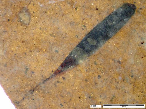Tracheophyta