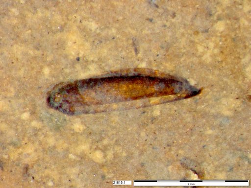 Tracheophyta