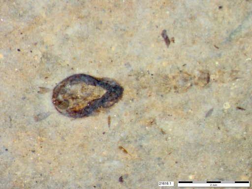 Chaoboridae