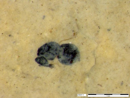 Genus sp