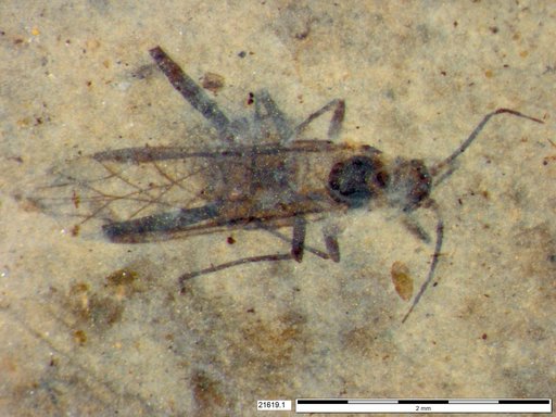 Aphididae