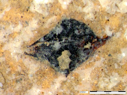 Tracheophyta