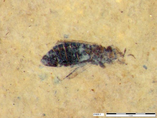 Genus sp