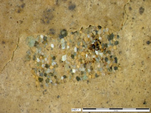 Genus sp