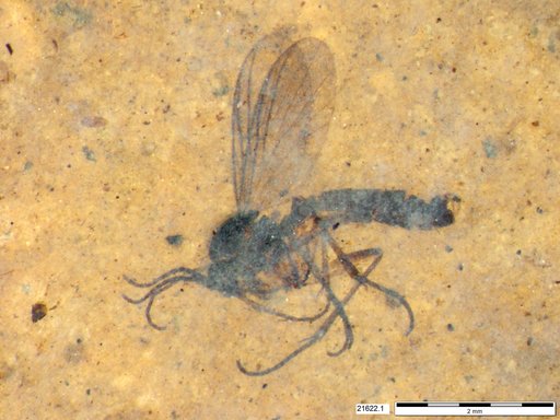 Mycetophilidae