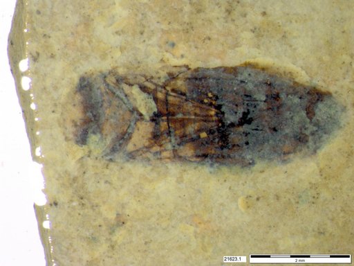 Corixidae
