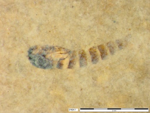 Genus sp