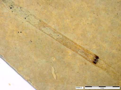 Tracheophyta
