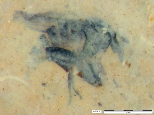 Diptera