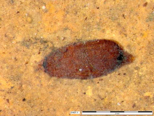 Tracheophyta