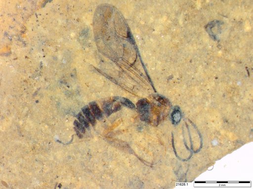 Ichneumonidae
