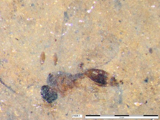 Diapriidae