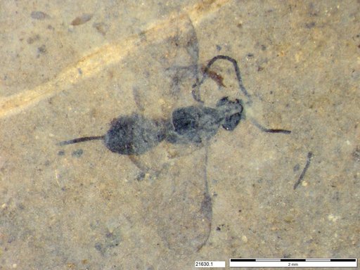 Braconidae