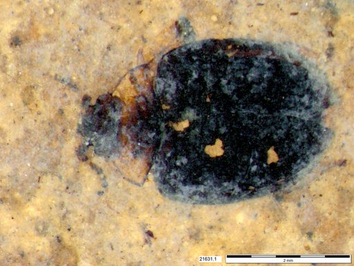 Chrysomelidae