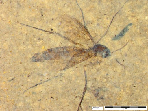 Mycetophilidae