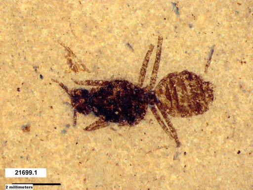 Eoformica pinguis