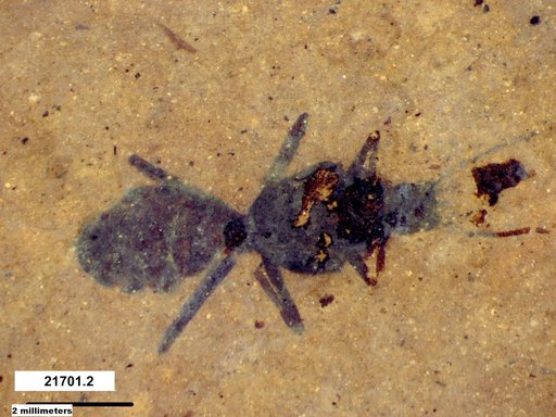 Eoformica pinguis