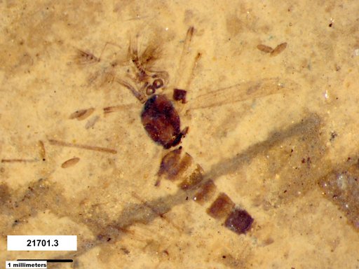 Chaoboridae