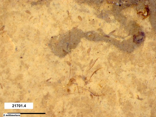 Chaoboridae