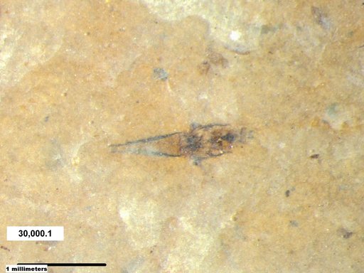 Notonectidae
