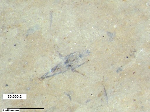 Notonectidae