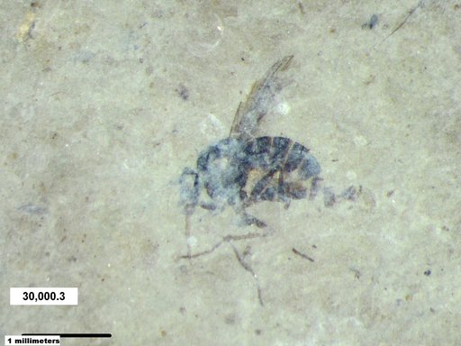 Diptera