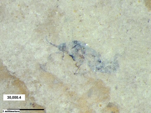 Insecta