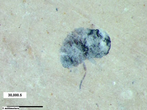 Diptera