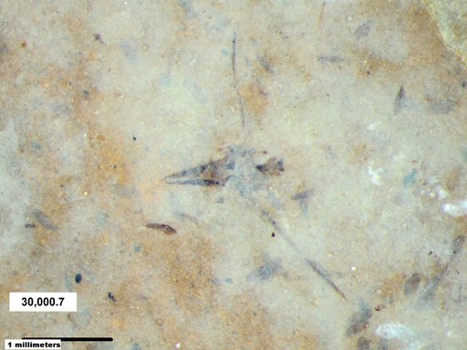 Notonectidae