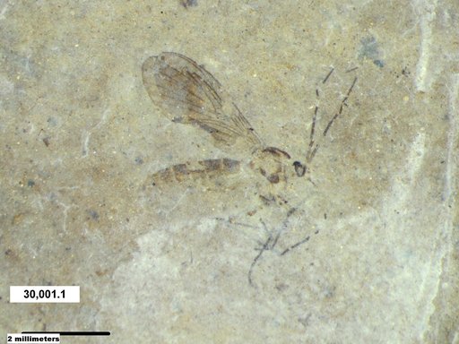 Diptera
