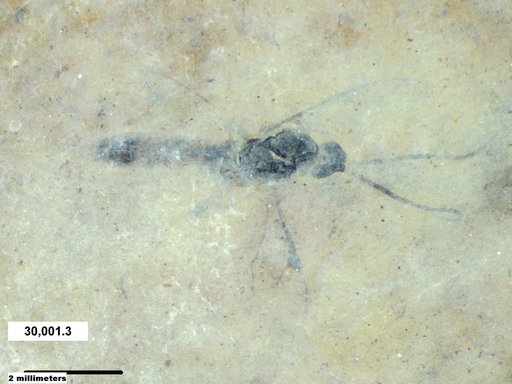 Ichneumonidae
