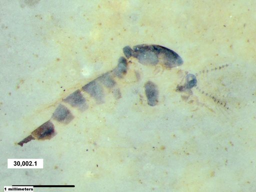 Chaoboridae