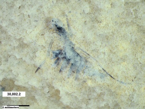 Corixidae
