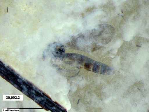 Diptera