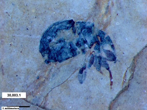 Genus sp