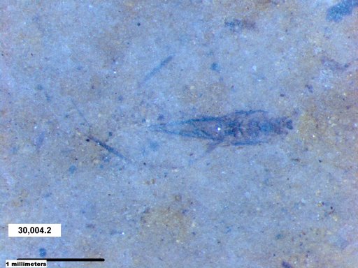 Notonectidae