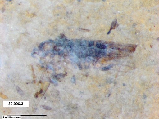 Genus sp
