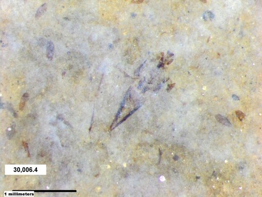 Notonectidae