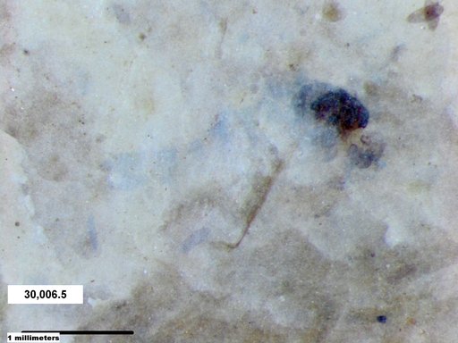 Diptera