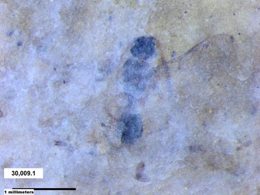 Diapriidae