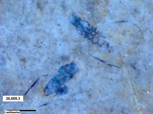 Notonectidae