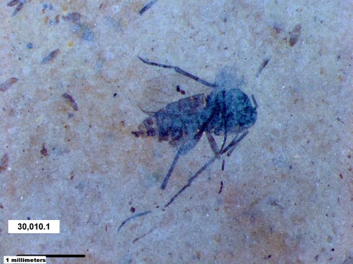 Diptera